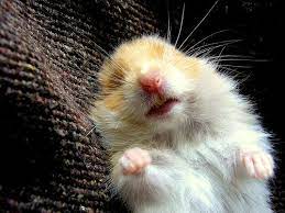 Holmden hill haven began with a few hamsters in the fall of 2003 when i moved into my home at the top of holmden hill. Syrian Teddy Bear Hamster The Syrian Hamster Is Just One Of The Most Charming Small Pets That Numerous Am Bear Hamster Russian Blue Cat Cute Hamster Pictures