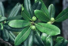 Image result for Ficus scassellatii