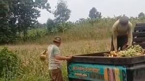 Maybe you would like to learn more about one of these? Heboh Video 2 Pria Buang Pisang Ke Ladang Warganet Biar Viral Suara Jabar