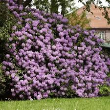 Lavender Rhododendron Shrub In 2020 Fast Growing Trees Flower Landscape Trees To Plant