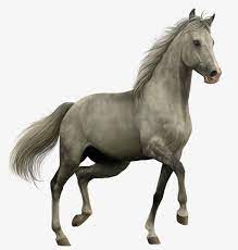 Horse Horses Horse Cartoon Horse Background