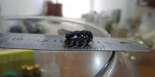 شاهد بالصور العقرب القزم في العراق الاصغر في العالم سين المعرفة