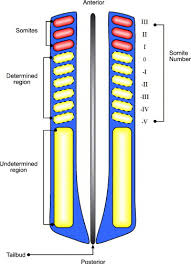 And the sclerotome which occurs close to the notochord and gives rise to the vertebrae. A Clock And Wavefront Mechanism For Somite Formation Sciencedirect