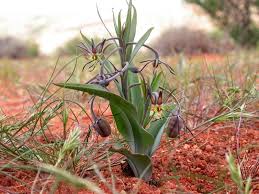 Image result for Ornithoglossum