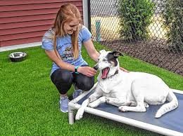 Wagging tails llc provides central connecticut with professional pet care services including dog boarding, daycare, grooming, pet sitting. The Recorder Treat Your Pup To A Resort Holiday
