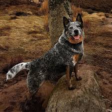 It is a fast, strong breed with powerful muscles and a distinct appearance from its dingo heritage. Australian Cattle Dog Borrowmydoggy Leaving Pawprints Of Happiness