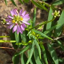 Image result for Polygalaceae