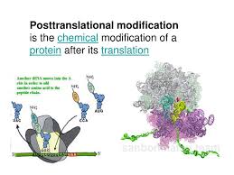 Enzymes may modify protein structure via the introduction of a new chemical group to specific amino acids in the molecule. Ppt Post Translational Modification 1 Dealing With The N Terminal Residue Powerpoint Presentation Id 4048900