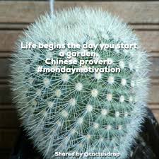 Learn how to care for these plants. Mammillaria Spinosissima Subsp Pilcayensis Bristle Brush Cactus In Gardentags Plant Encyclopedia