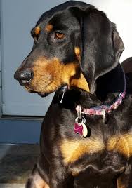 Black And Tan Coonhound Puppies For Sale In Virginia Black And Tan Coonhound Brandy Coonhound Cute Puppies Doggy
