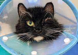 Cat Protection Bridgend Adoption Centre Home Facebook