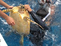Belize S Glover S Reef Providing Refuge For N Eurekalert