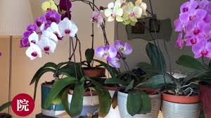 彬彬有院 花 新手养蝴蝶兰第五步 简易家庭蝴蝶兰虫害处理 plants garden