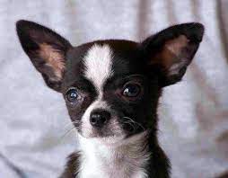 Pin En Animales