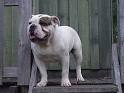 Australian Bulldog - Facts, Traits & Temperament of This ...