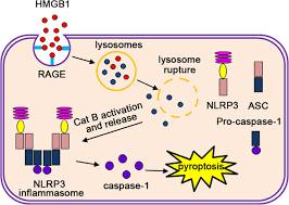 Purveyor of fine quality food produce b cookson ltd was founded over 40 years ago in preston, lancashire, england as a fruit and veg reseller. Endothelial Cell Pyroptosis Plays An Important Role In Kawasaki Disease Via Hmgb1 Rage Cathespin B Signaling Pathway And Nlrp3 Inflammasome Activation Cell Death Disease