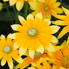 Image result for Rothia hirsuta