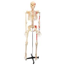 Bucky Painted And Numbered Skeleton Model