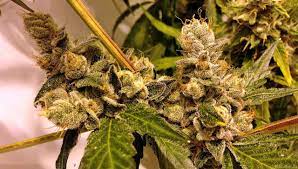 Seed club membership & boxes; Og Kush Cookies Connoisseur Genetics Cannabis Strain Info