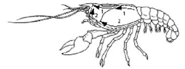 The head and thorax are fused, forming the cephalothorax. Crayfish Dissection