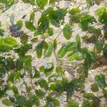 Image result for Halophila minor