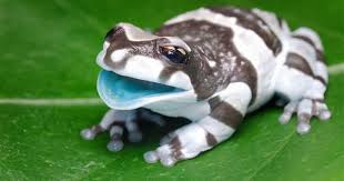 Black And White Frog Images This Black And White Frog Has A Blue Mouth And It S Sooo Cute Too Cute Frogs Frog Amazing Frog