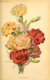 Pin On Flowers