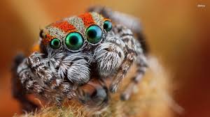 Maybe you would like to learn more about one of these? Spider Wallpaper 1920x1080 46674
