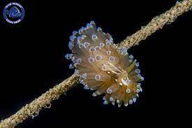 Nudibranco Lampadina Accende I Colori Sui Nostri Fondali I Nudibranchi Sono Gasteropodi Appartengono Cioe Alla Famiglia Dei M Impressionismo Natura Dipingere