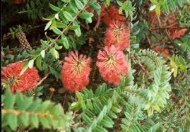 Image result for Melaleuca hypericifolia
