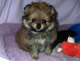 Maybe you would like to learn more about one of these? Baby Teddy Bear Pomeranian Puppies Novocom Top