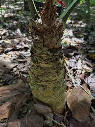 Image result for Ormocarpum zambesianum