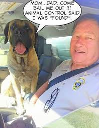 Charlie Rose Achieves Detective Title in Scent Work