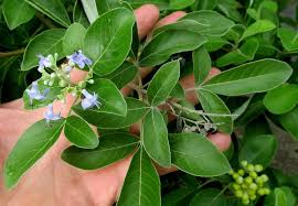 Image result for Vitex trifolia