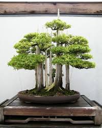 Pflege + gestaltung der häufigsten arten von bonsai ✅ tausende unter bonsai baumarten finden sie hier alle wichtigen informationen zur pflege und. Bonsai Baum Kaufen Und Richtig Pflegen Einige Wertvolle Tipps In 2020 Bonsai Baum Bonsai Pflanzen Bonsai