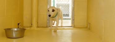Quality Pet Boarding Services Veterinarian In Elgin Ok Southwest Veterinary Clinic Ii Pllc