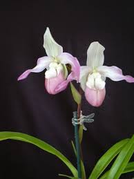 Charlie hanson's work as a director and producer spans over three decades of television drama and comedy. Phrag Charlie Hanson Slippertalk Orchid Forum The Best Slipper Orchid Forum For Paph Phrag And Other Lady Sli Beautiful Orchids Orchids Lady Slipper Orchid