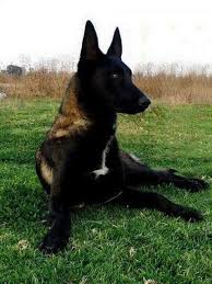 Belgian Malinois Belgian Malinois Dog Malinois Dog Belgium Malinois