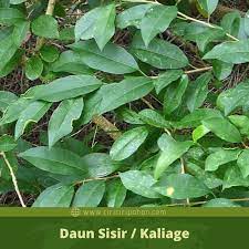 Pohon sisir,pohon sisir di alam liar,yok kita simak video berikut ini bosskuh,tonton sampai habis ya, #pohonsisir #ciriciripohonsisir #pohonsisirdialamliar #. Ciri Ciri Pohon Ciri Ciri Daun Buah Dan Pohon Sisir Facebook