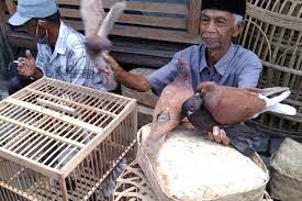When shopping for fresh produce or meats, be certain to take the time to ensure that the texture, colors, and quality of the food you buy is the best in the batch. Pasar Muntilan Pusatnya Merpati Balap Portal Jogja