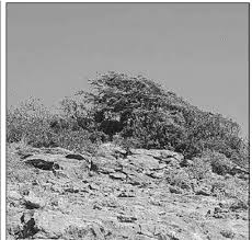 Image result for Blepharispermum pubescens