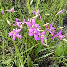 Image result for Pentarrhinum insipidum