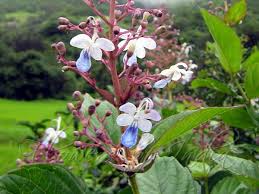 Image result for Rotheca