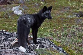 Young Black Fox In The Wild 8 By Witch Dr Tim On Deviantart The black silhouettes of two foxes on white. young black fox in the wild 8 by witch