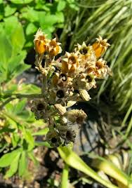 Image result for Premna velutina