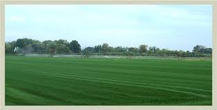 Get free zoysia plug reviews now and use zoysia plug reviews immediately to get % off or $ off or free shipping. Emerald View Turf Farms Ed Keeven Sod Company Grass Fescue Zoysia Bluegrass Saint Louis Stl Saint Charles O Fallon Missouri Mo