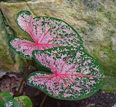 We did not find results for: Hd Wallpaper Caladium Foliage Garden Plant Bulb Nature Colorful Pink Wallpaper Flare