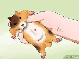 Cara Mengetahui Jika Hamster Sekarat 7 Langkah Dengan Gambar