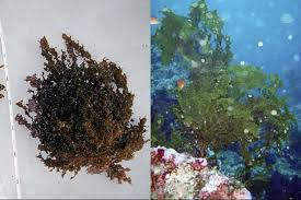 Image result for Kelp Green 2007 S-Max