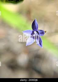 Image result for Wahlenbergia denticulata